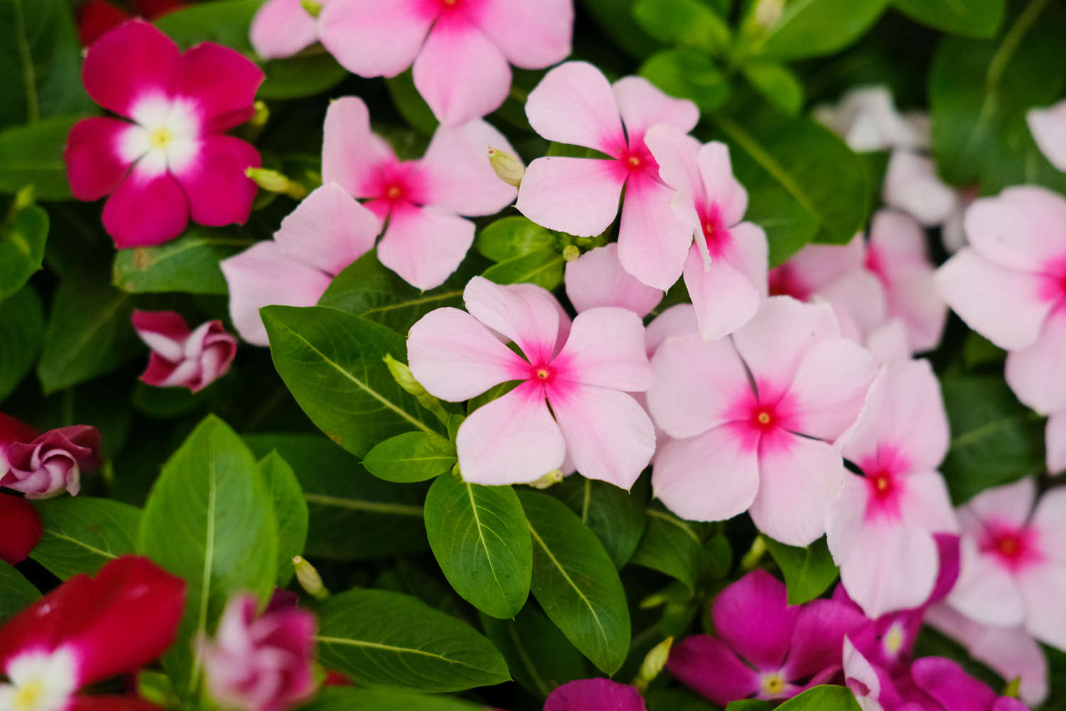 长春花 长春花