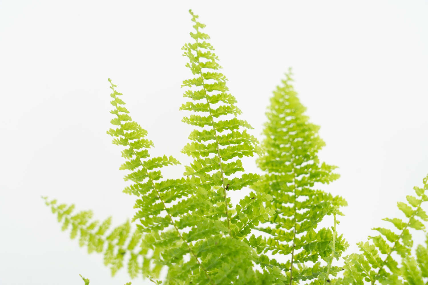 肾蕨