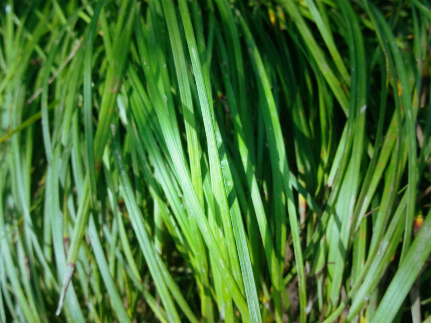 石菖蒲 石菖蒲