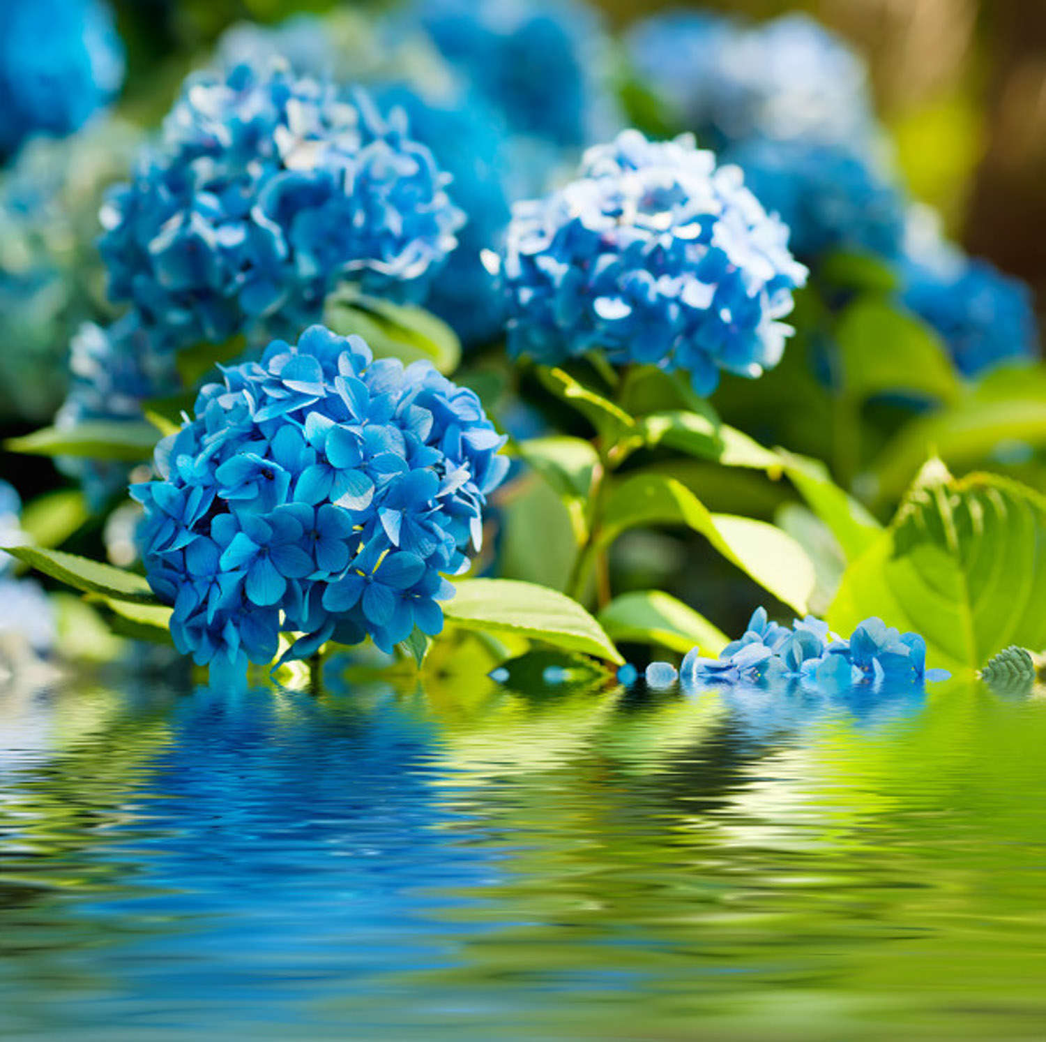 绣球花
