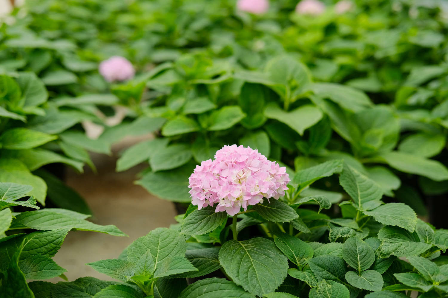 花卉