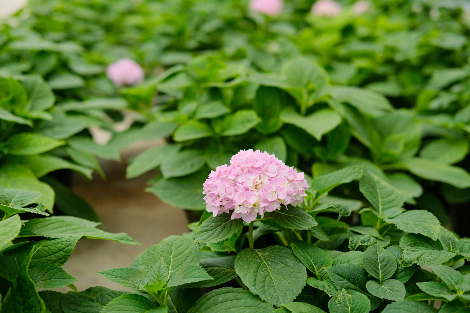 八仙花
