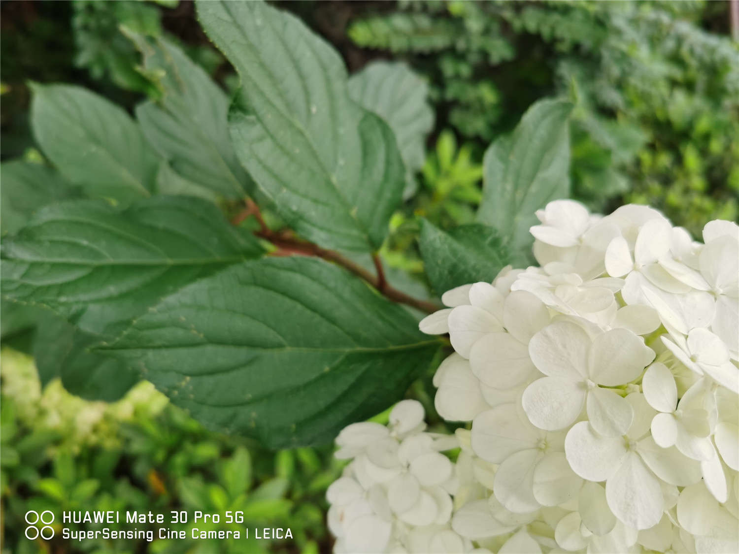 绣球花