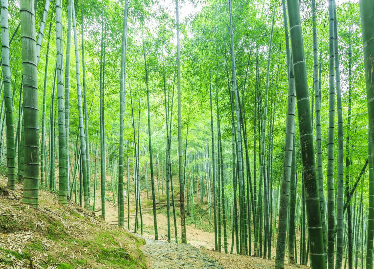 竹