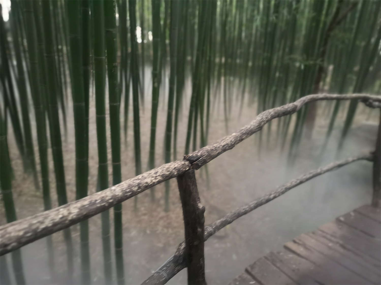 竹子 竹子