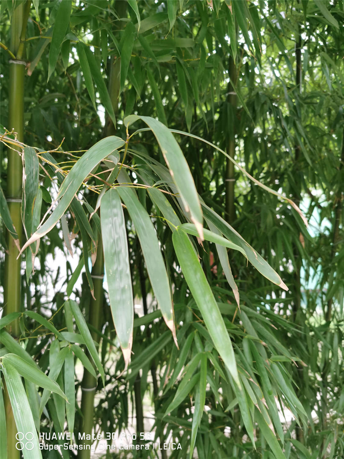 竹子 竹子