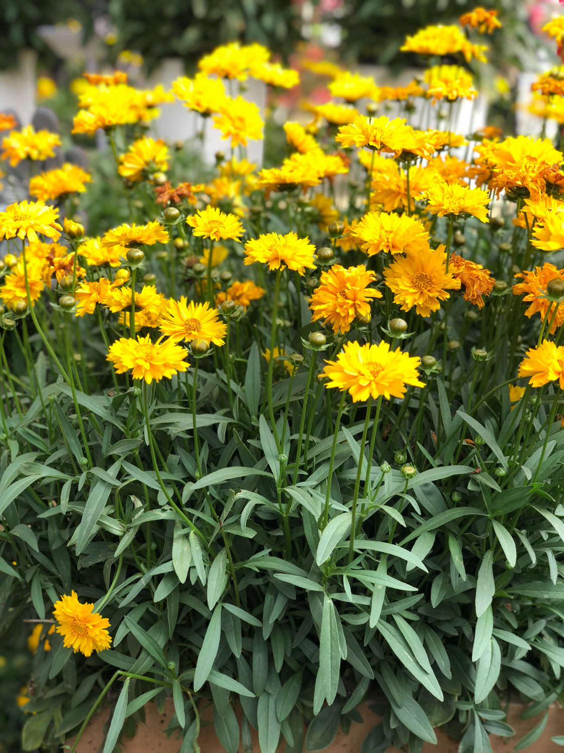 菊花 菊花