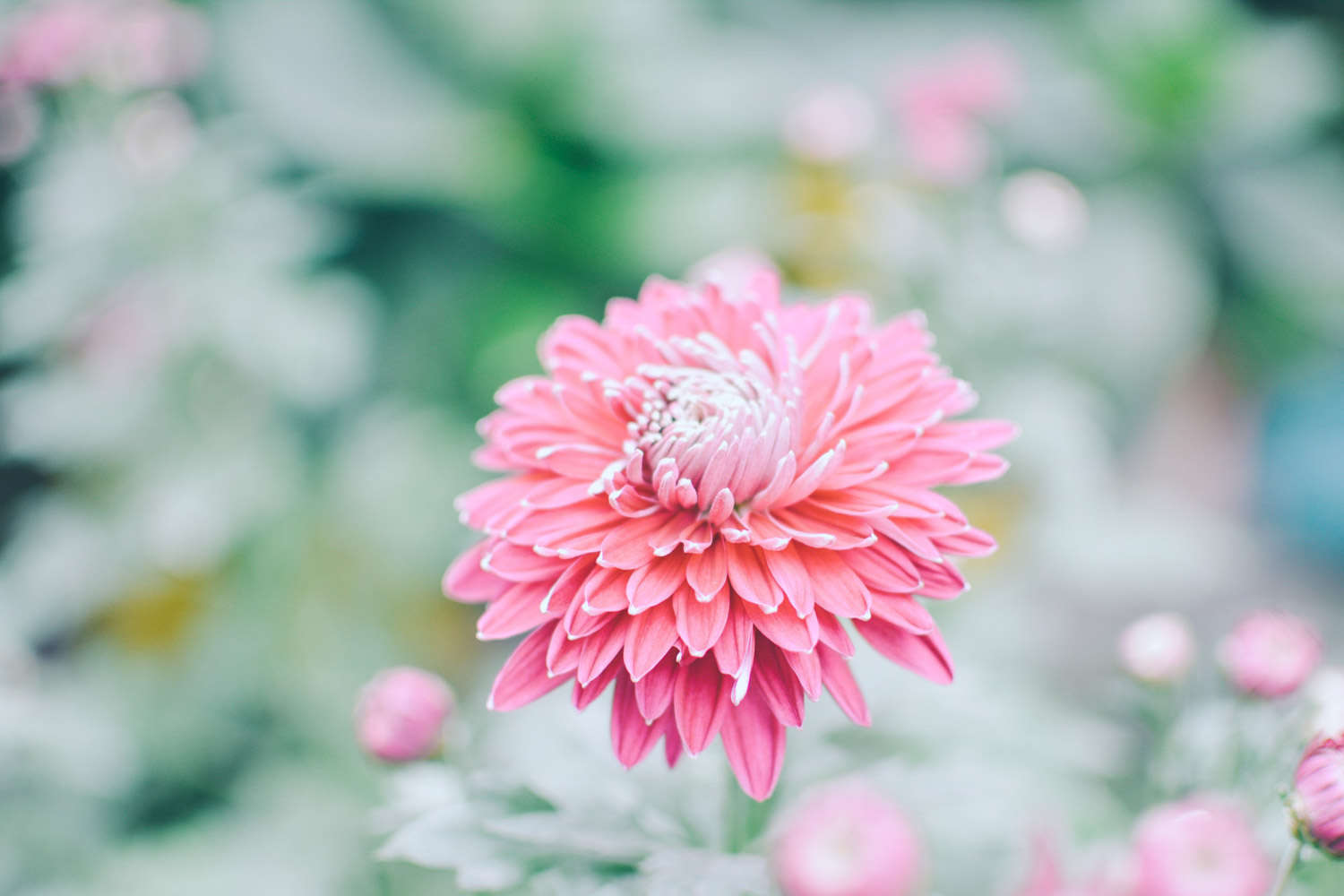 菊花 菊花