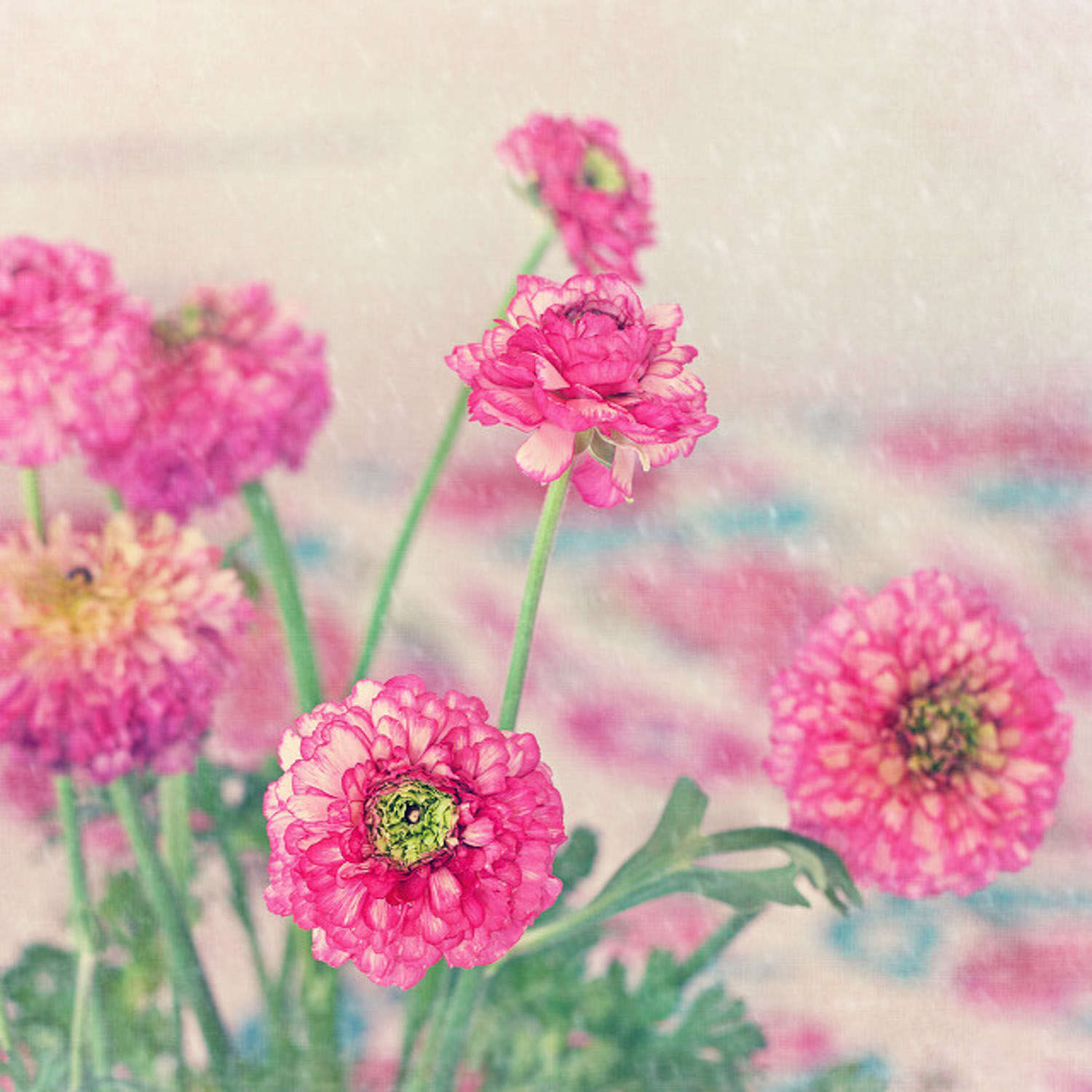 菊花 菊花