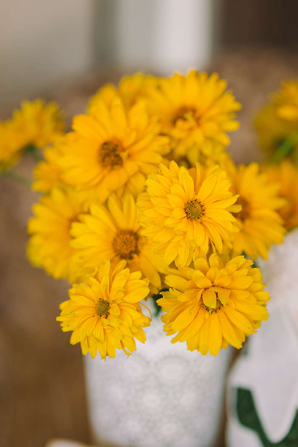 菊花 菊花