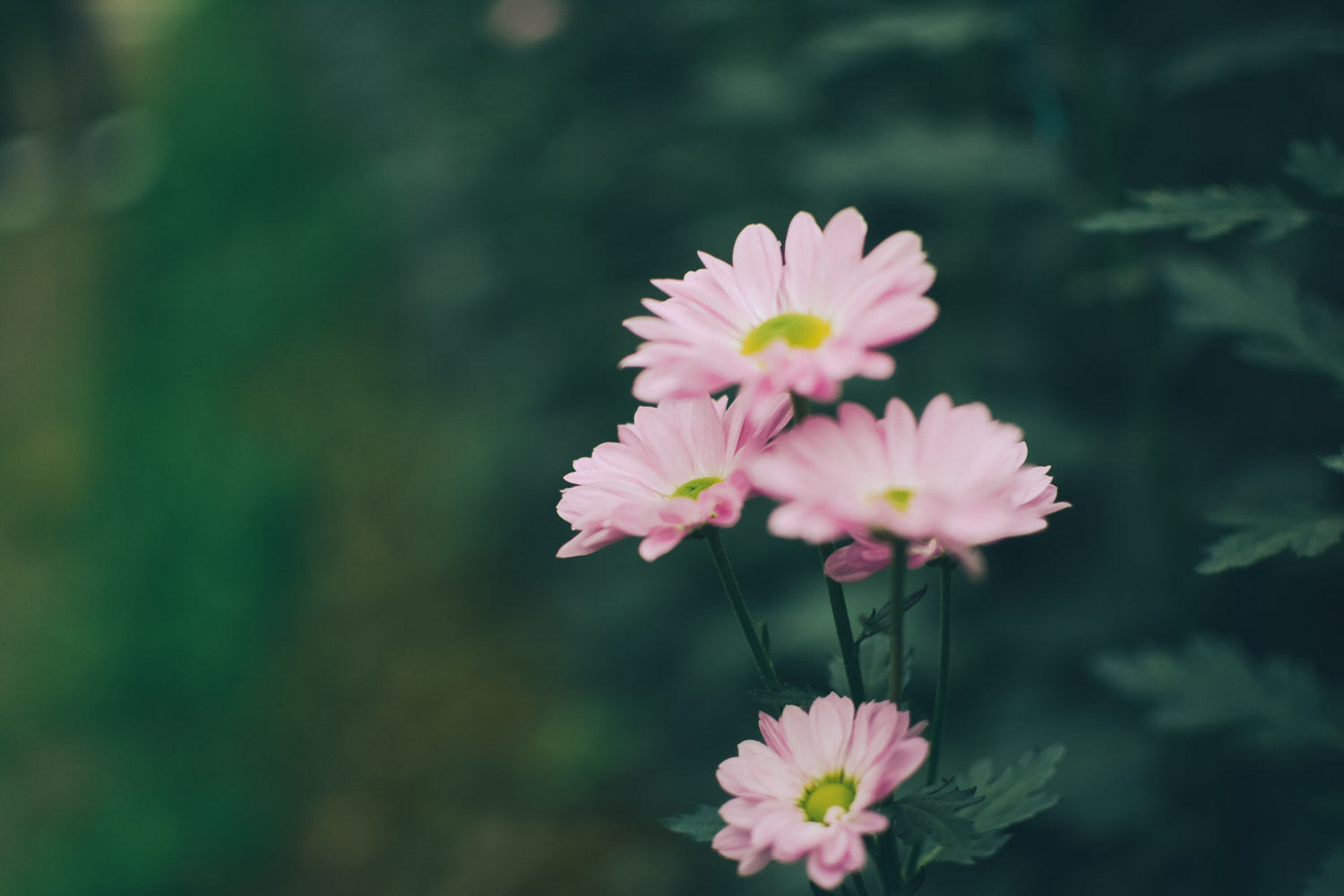 菊花 菊花