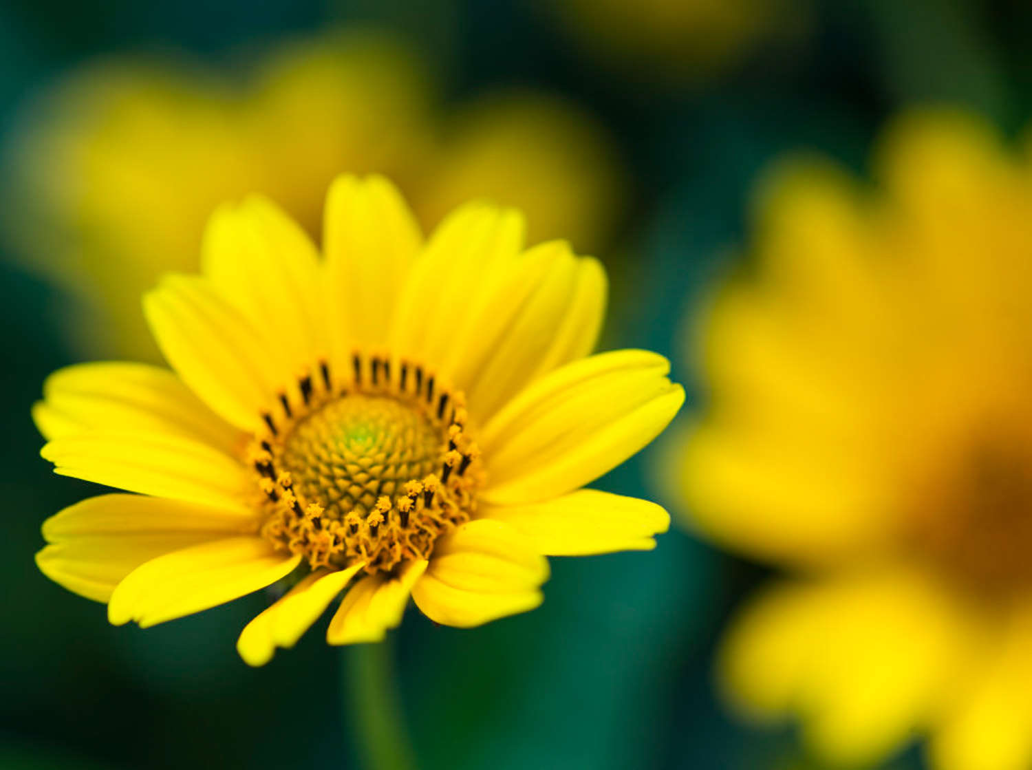 菊花 菊花