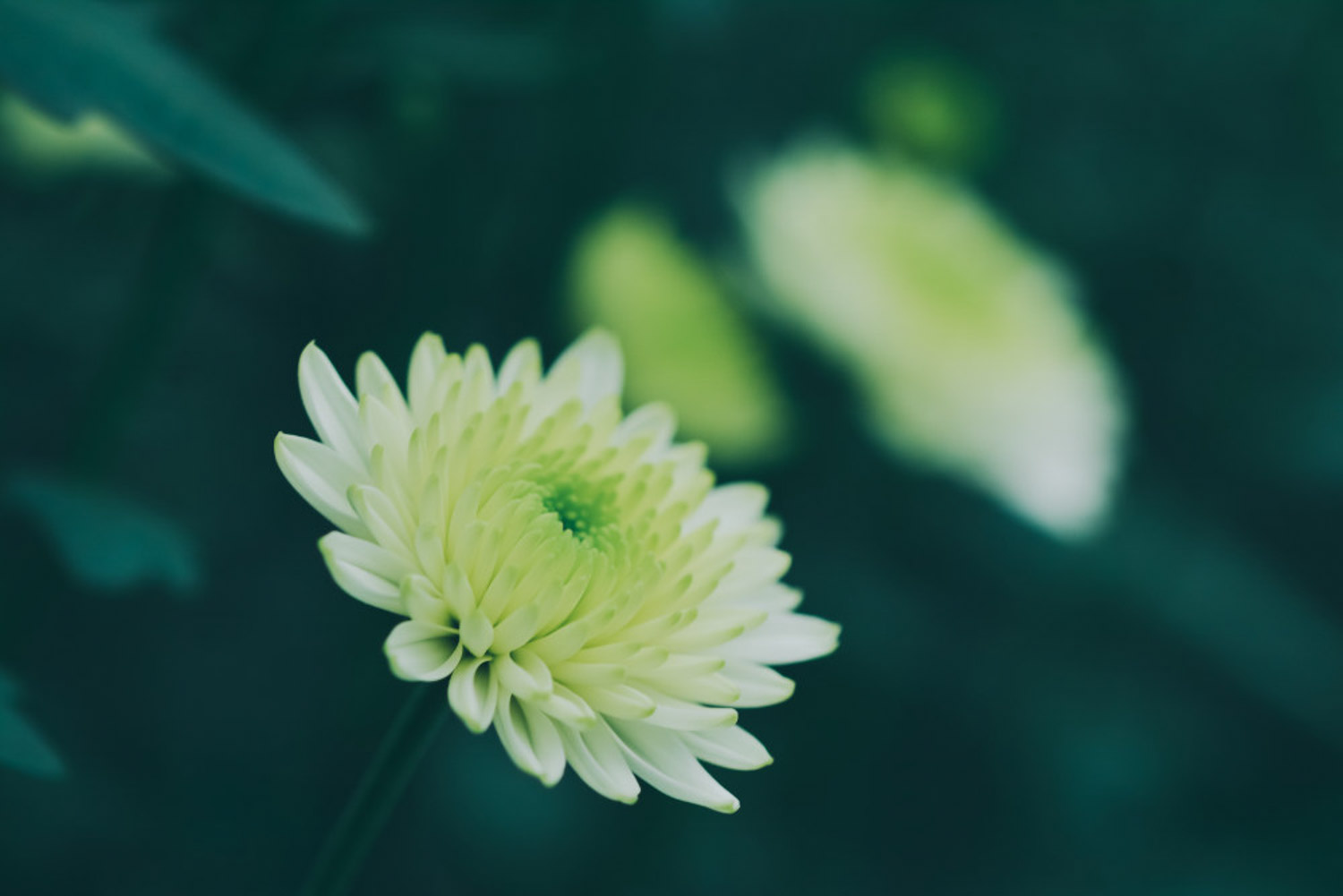 小菊花