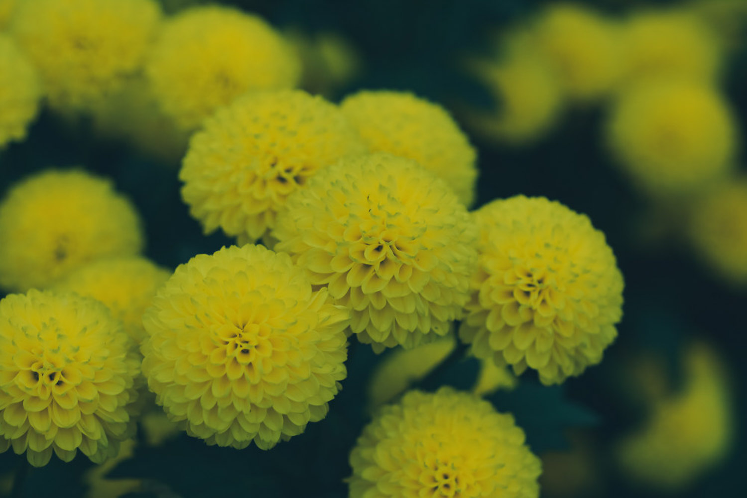 菊花 菊花