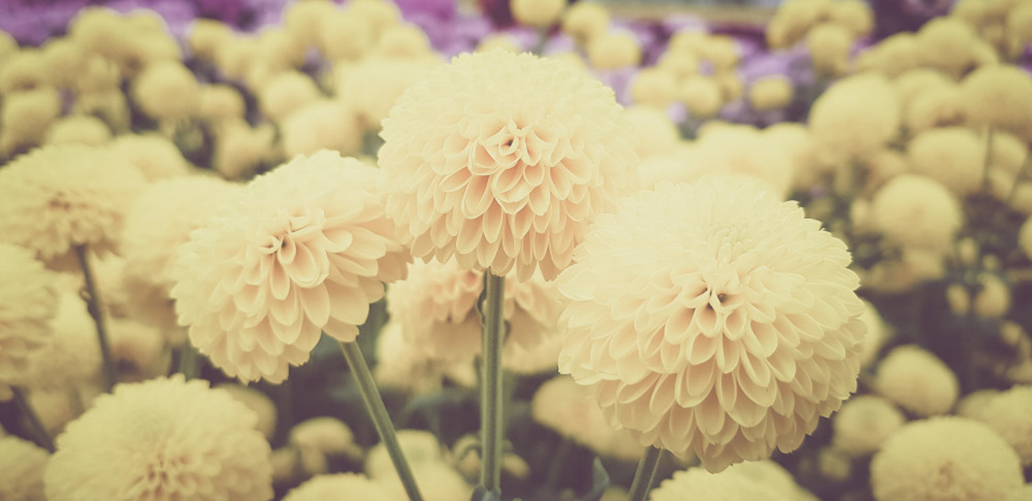菊花 菊花