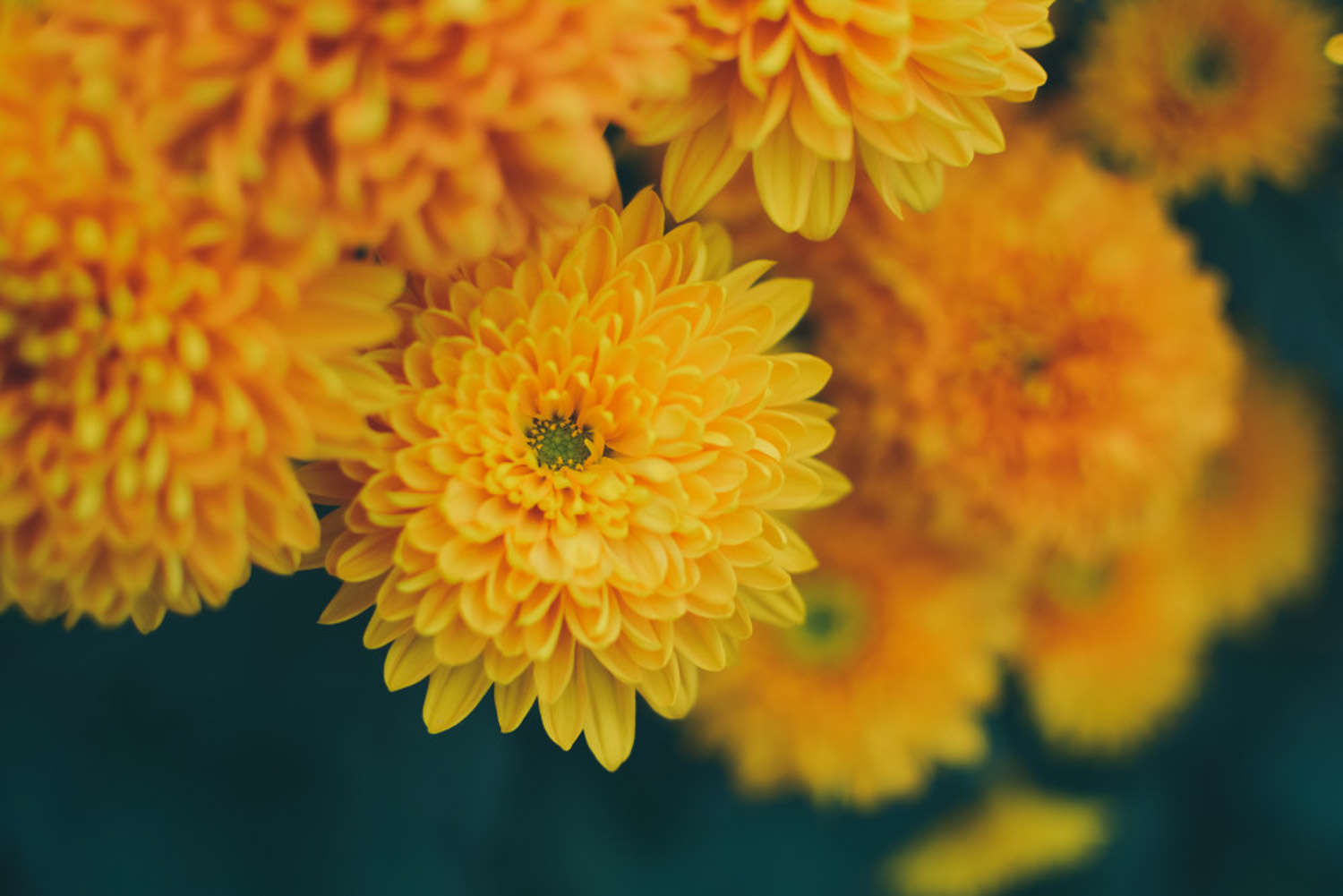 菊花 菊花