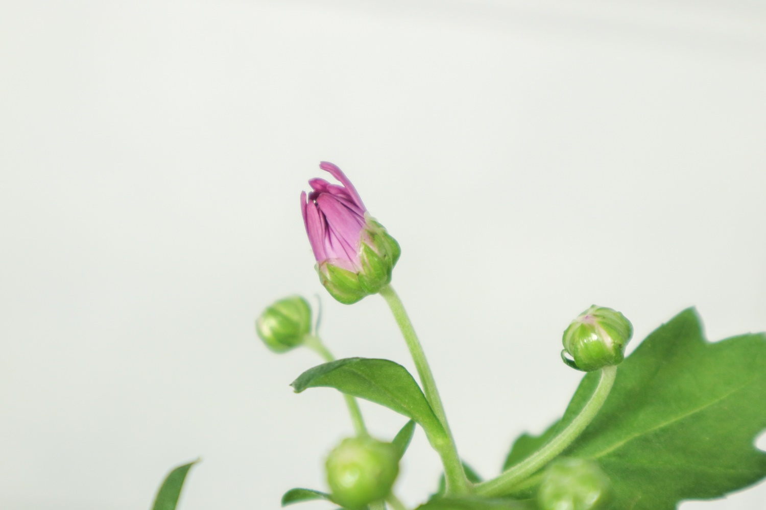菊花 菊花