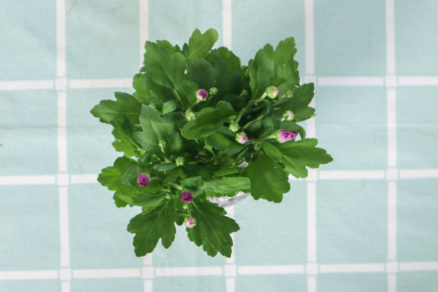 菊花 菊花
