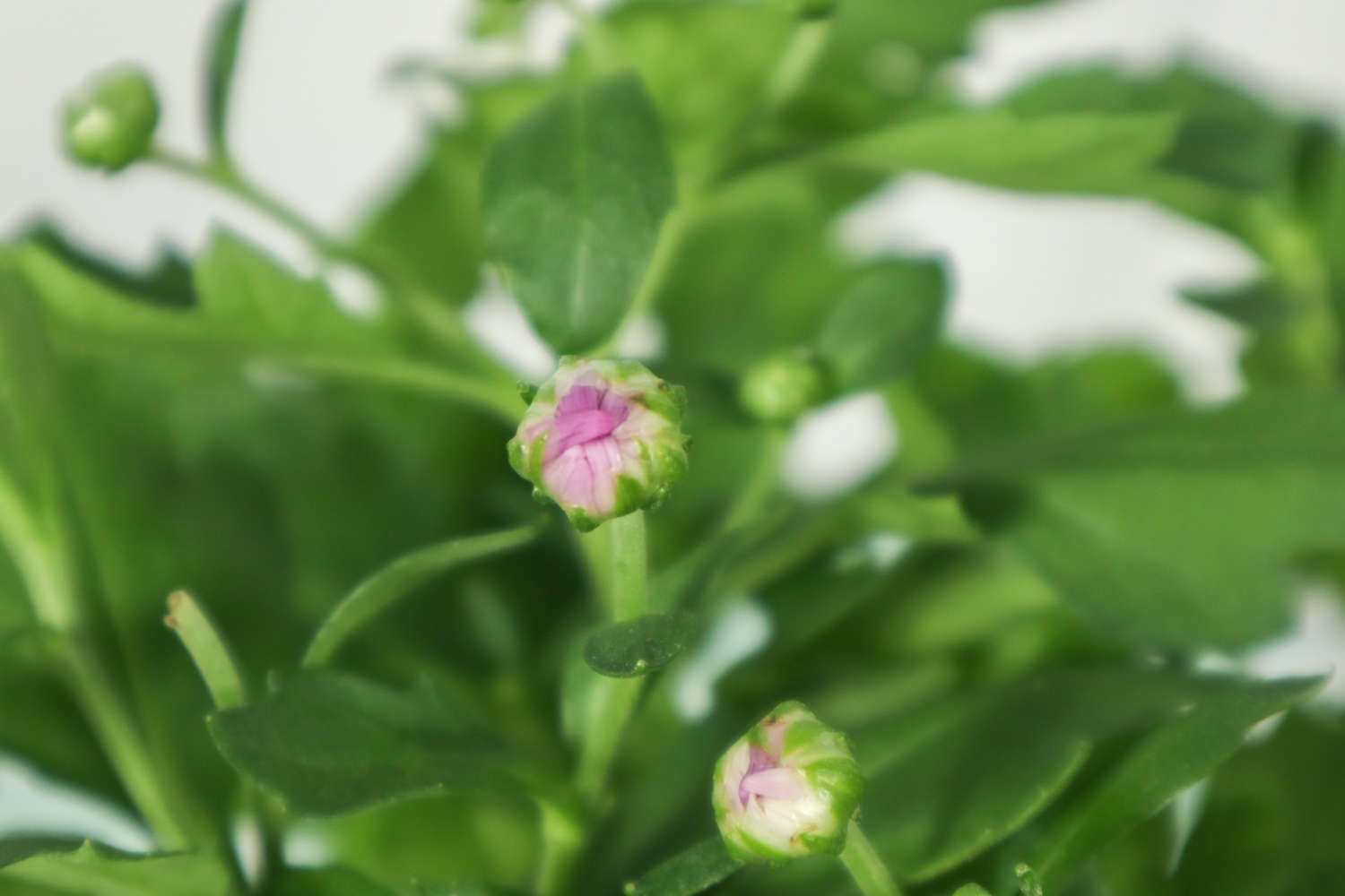 菊花 菊花