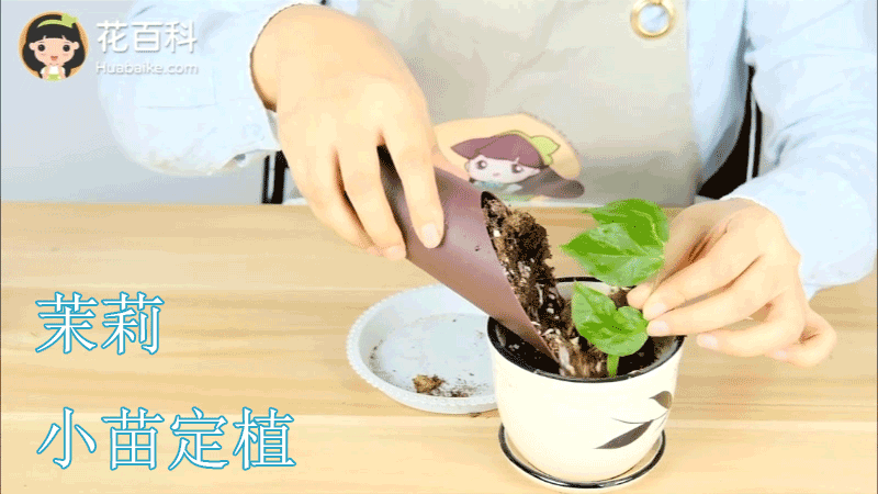 茉莉
