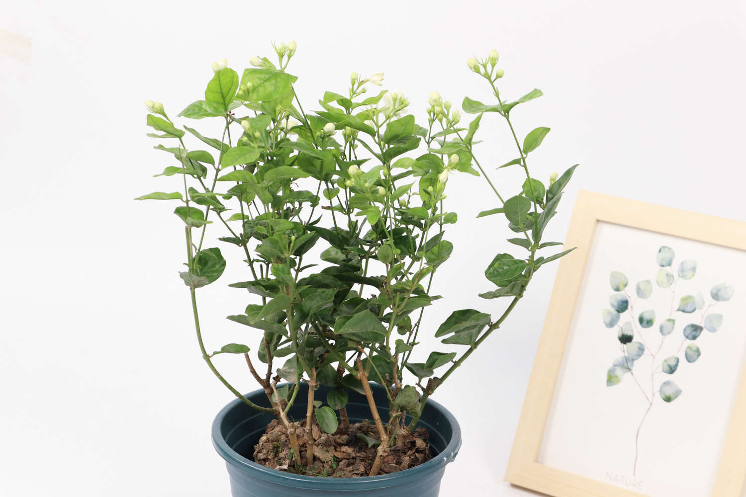 茉莉 茉莉