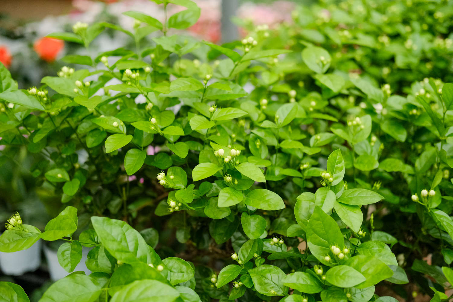 茉莉 茉莉