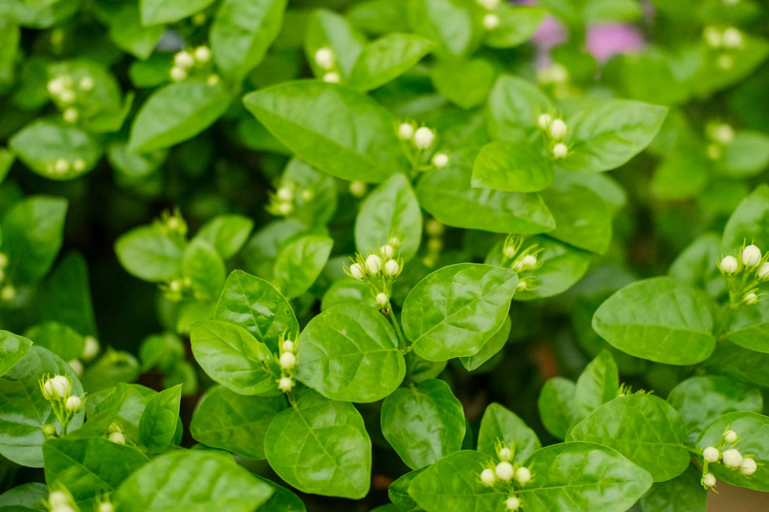 茉莉 茉莉