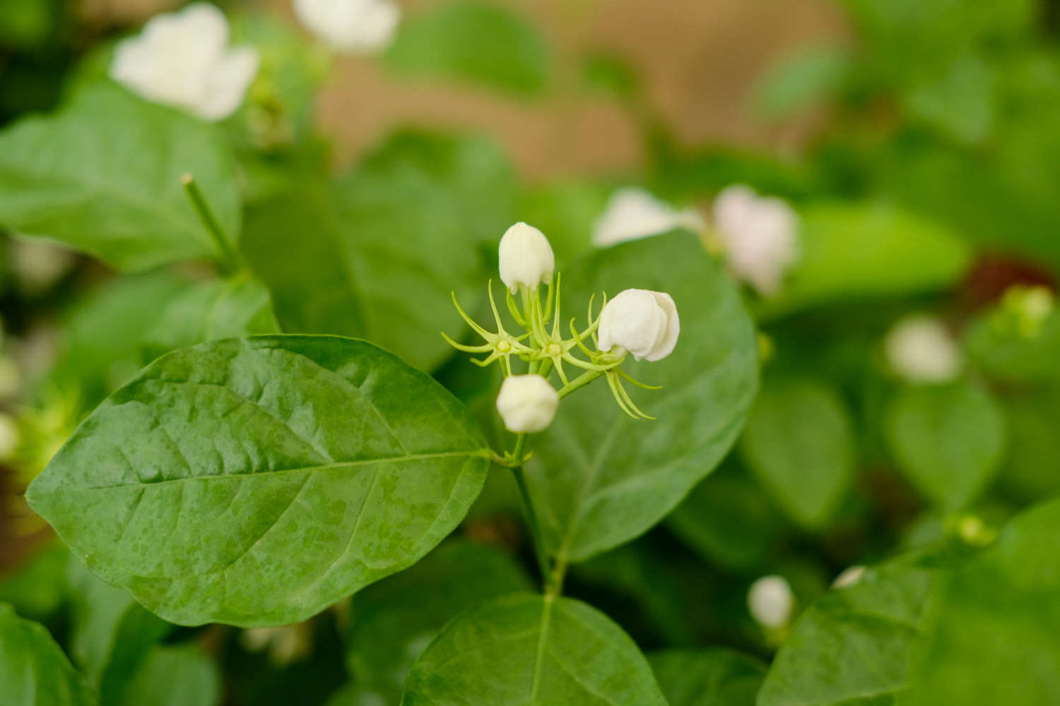 茉莉 茉莉