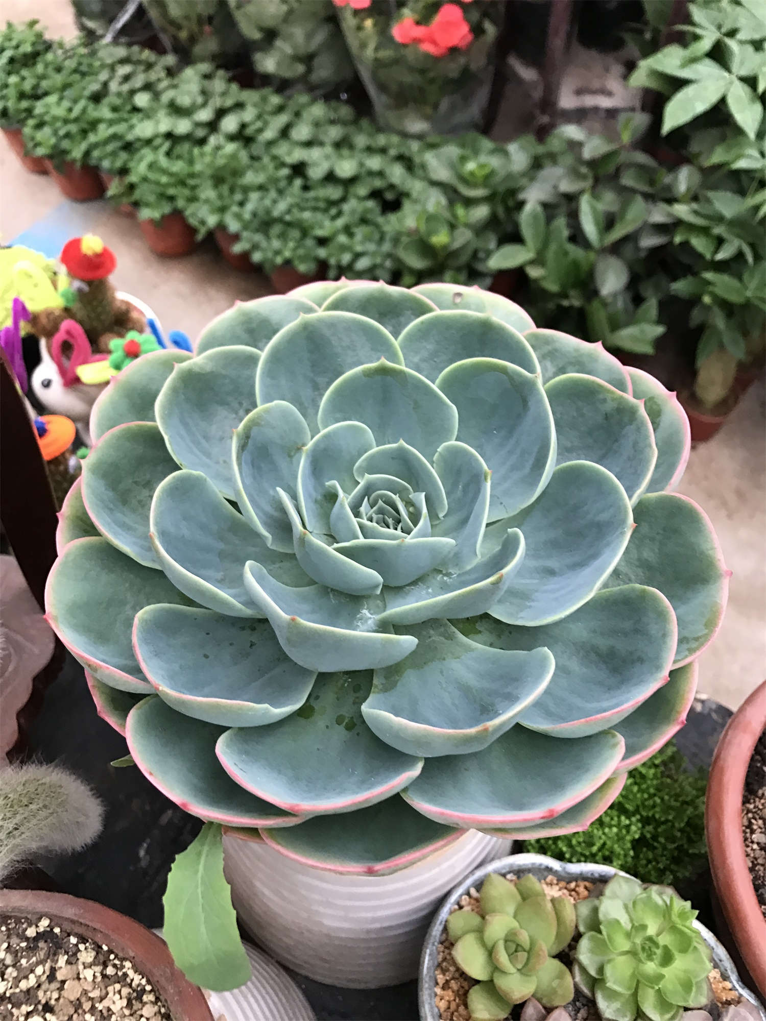 玉蝶