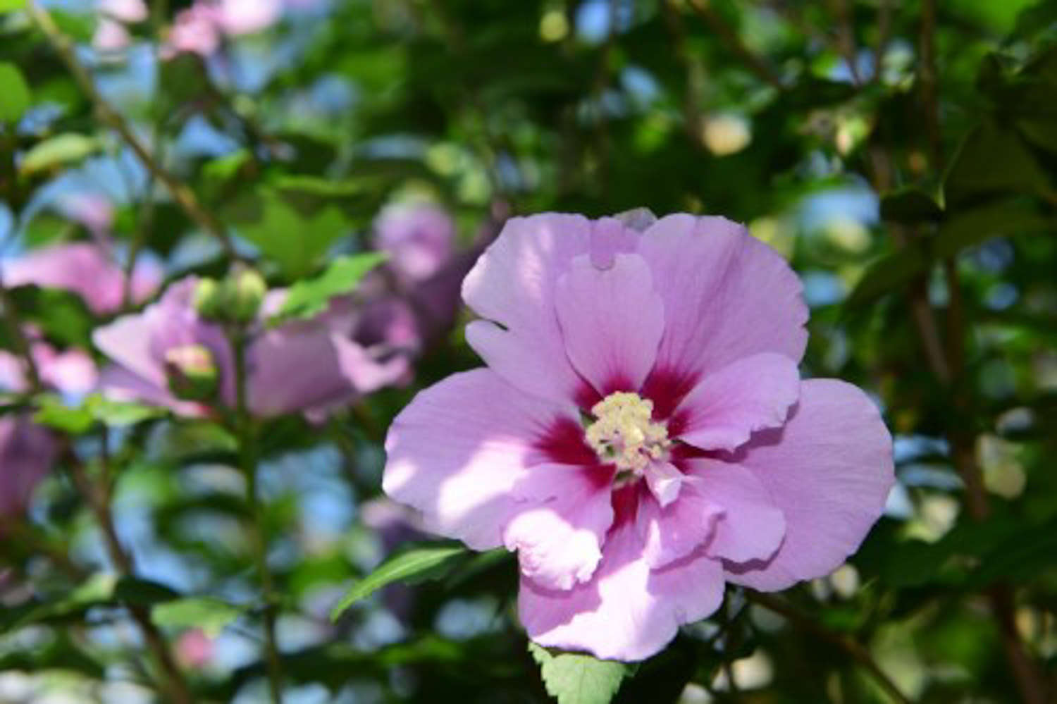 木槿