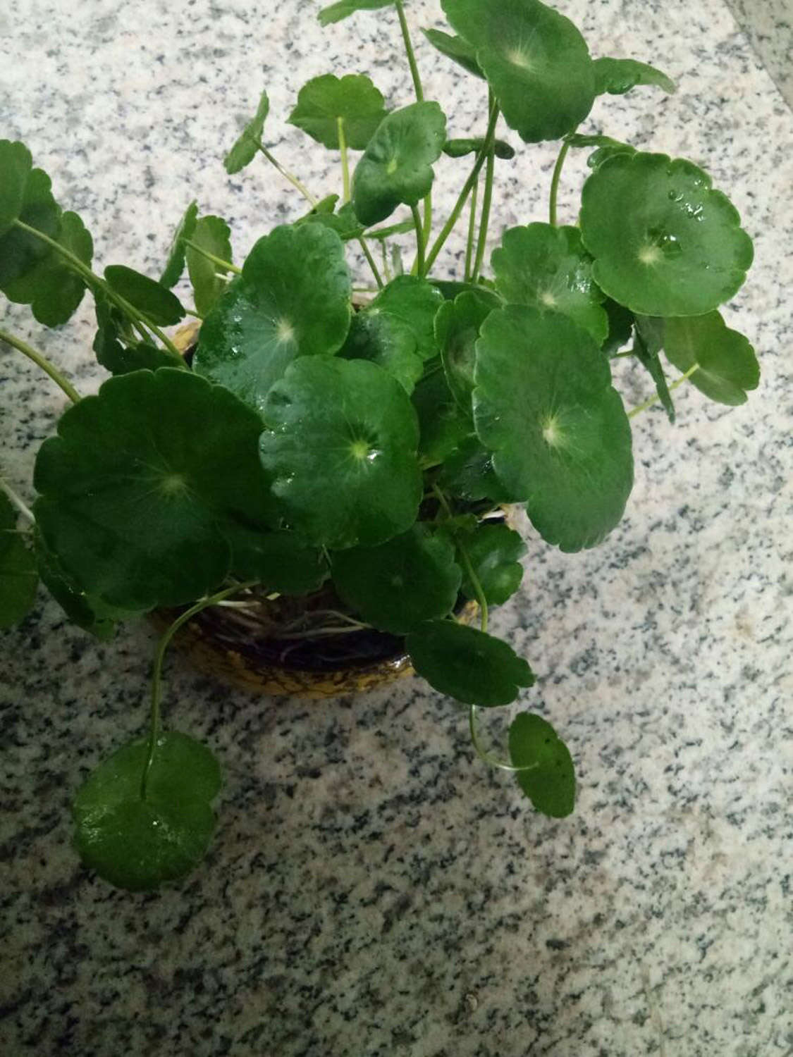 铜钱草 铜钱草