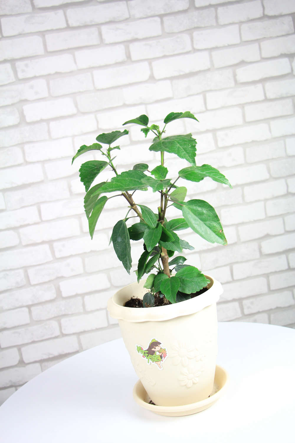 扶桑花