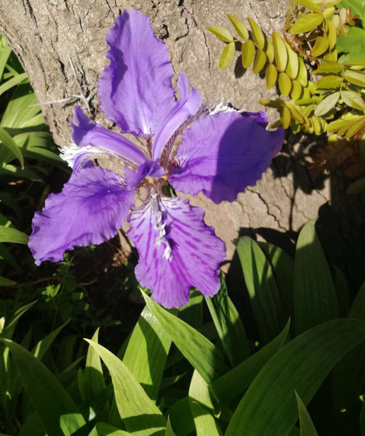 鸢尾 鸢尾