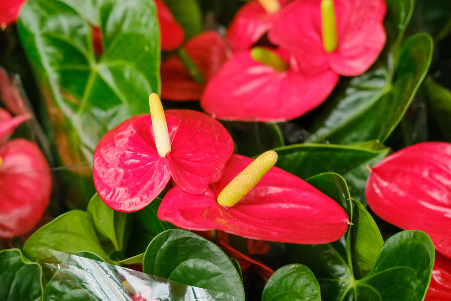 红掌 红掌