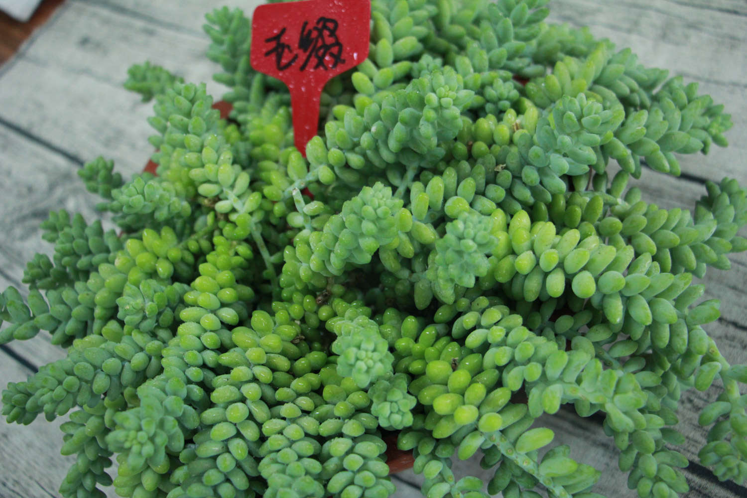 玉缀