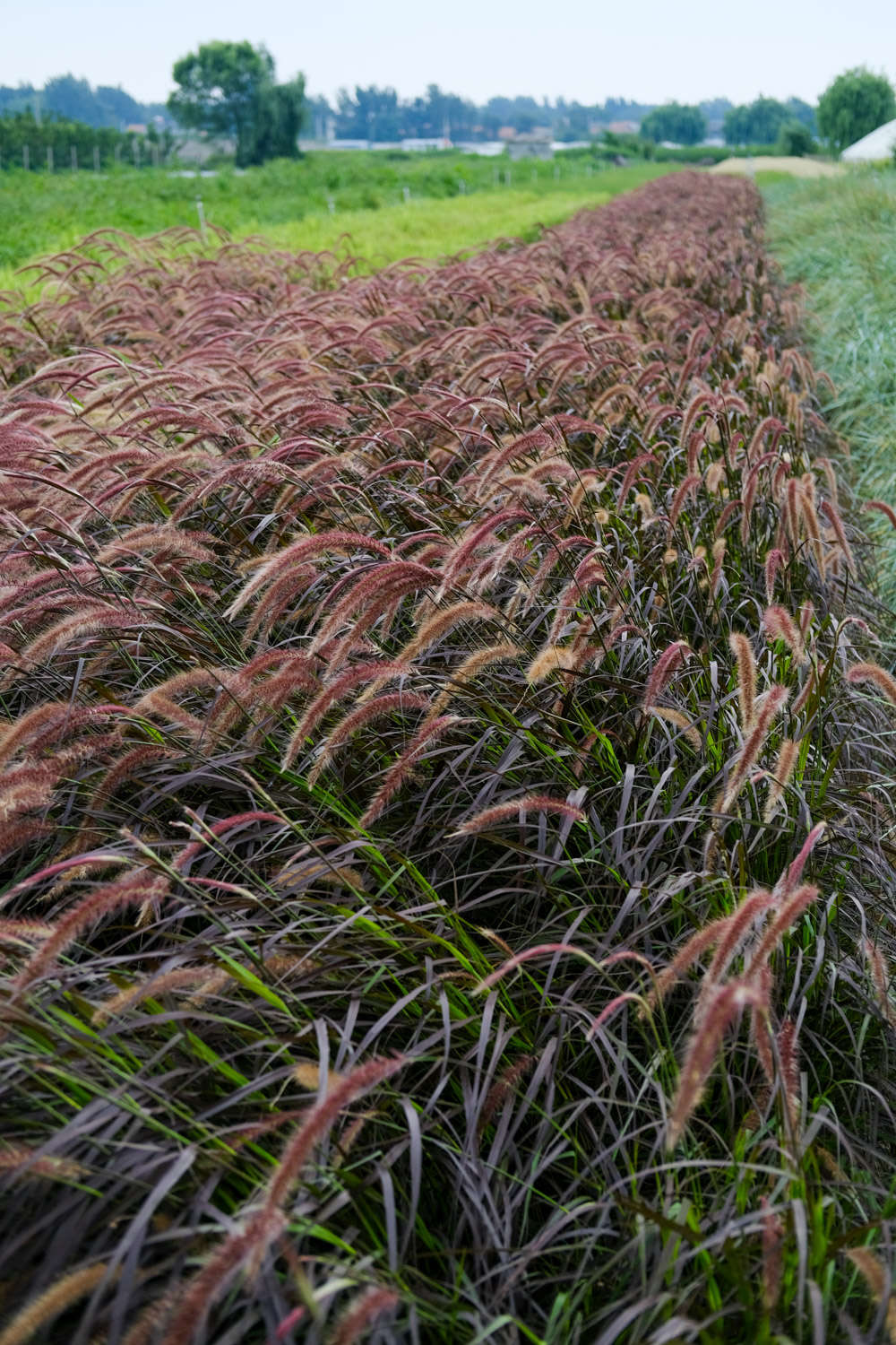 狼尾草
