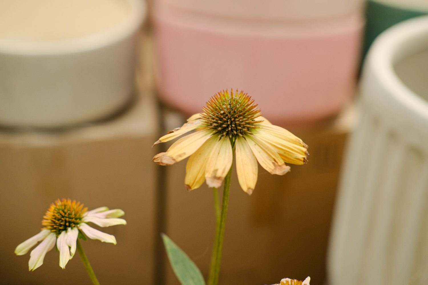 粉色松果菊