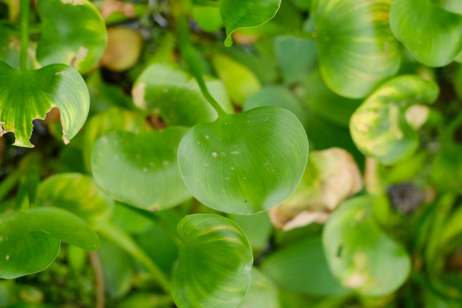 水葫芦