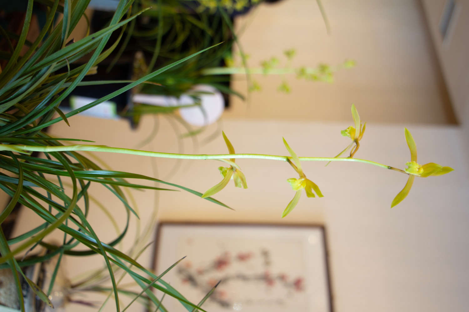 兰花 兰花
