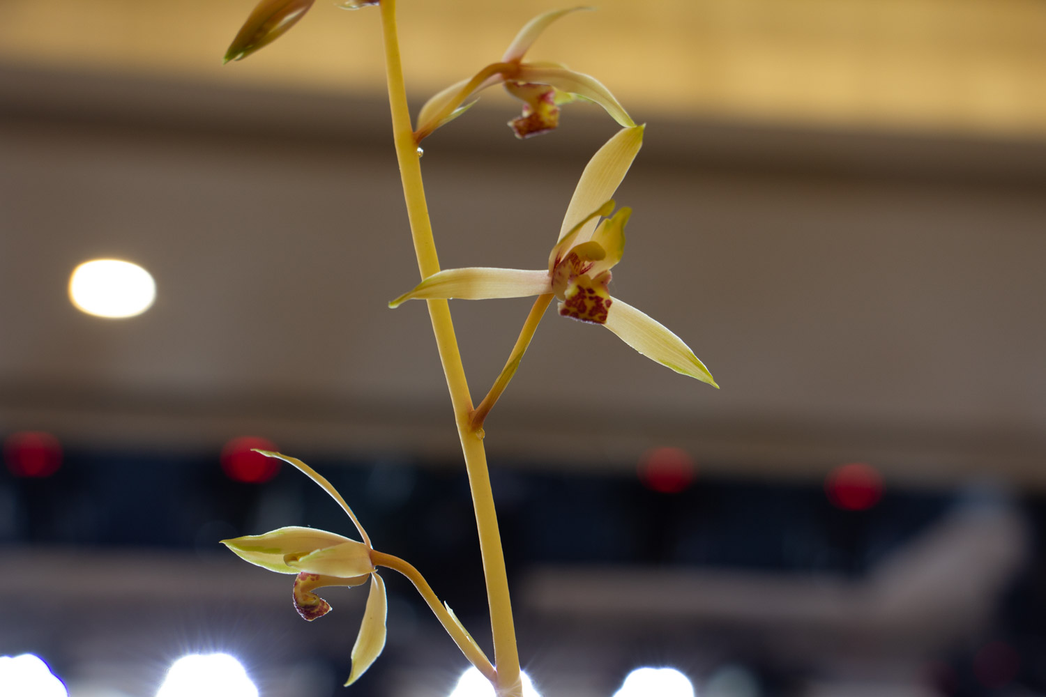 兰花 兰花