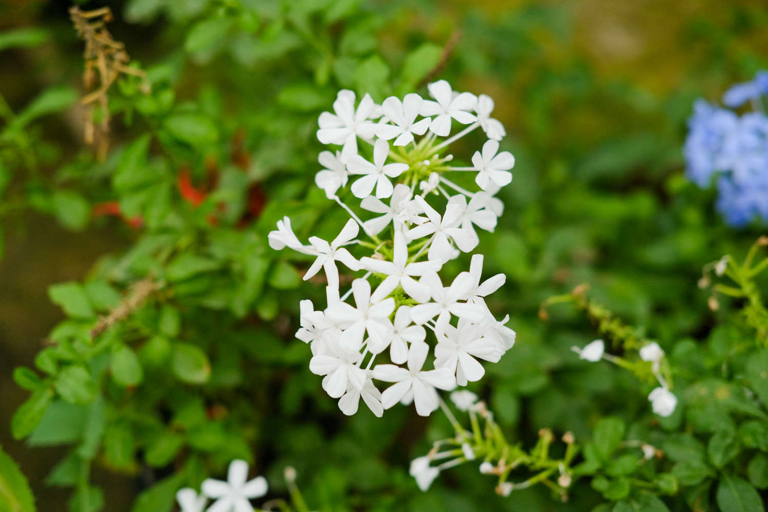 白雪花