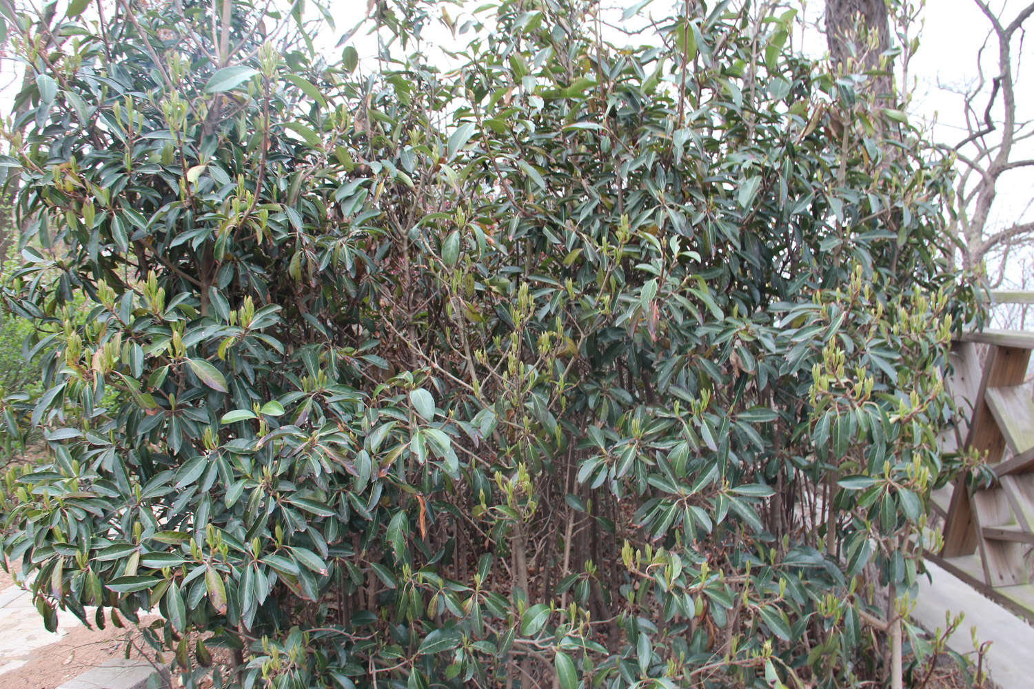 珊瑚树