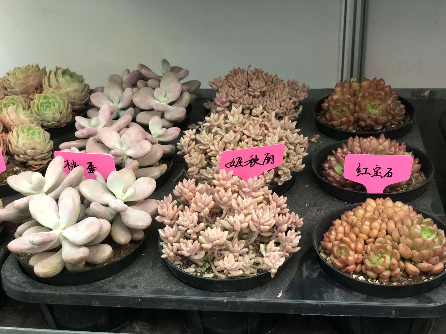 多肉 多肉