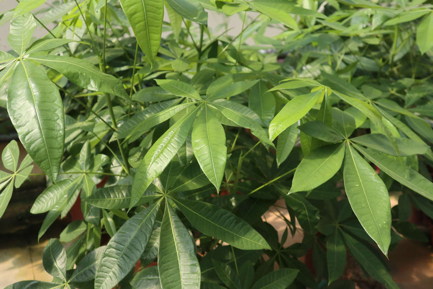 发财树 发财树