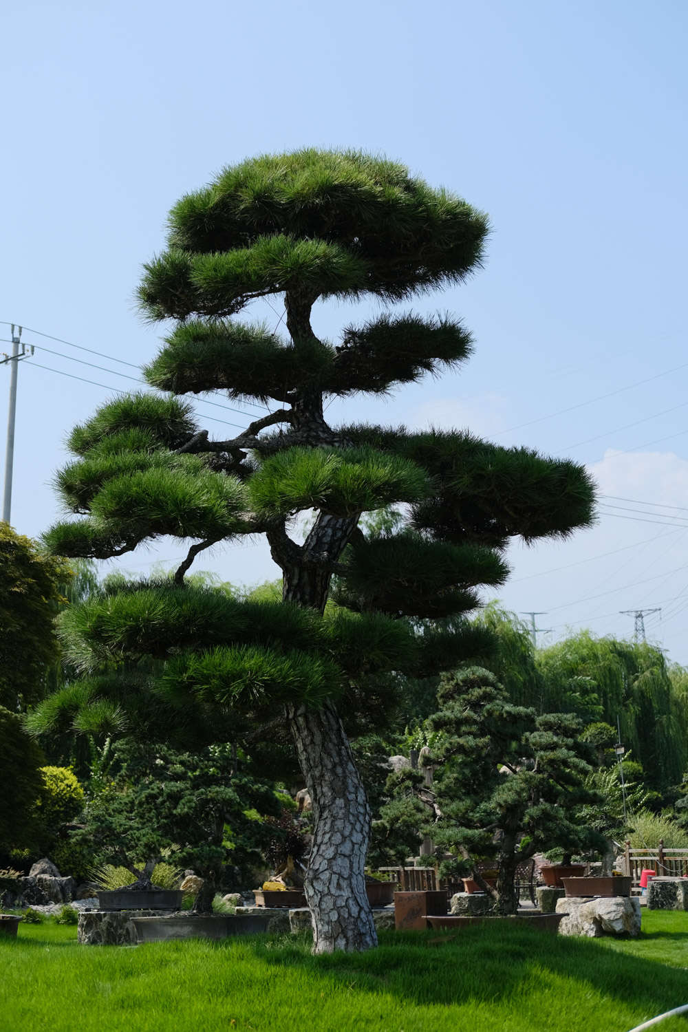 松树