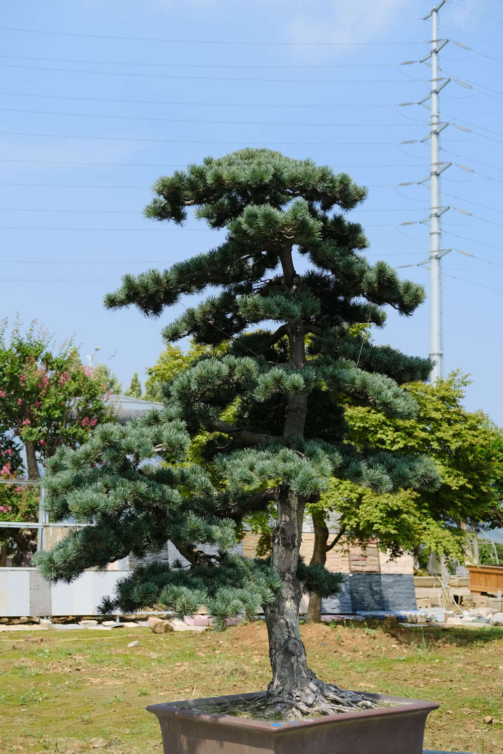 松树