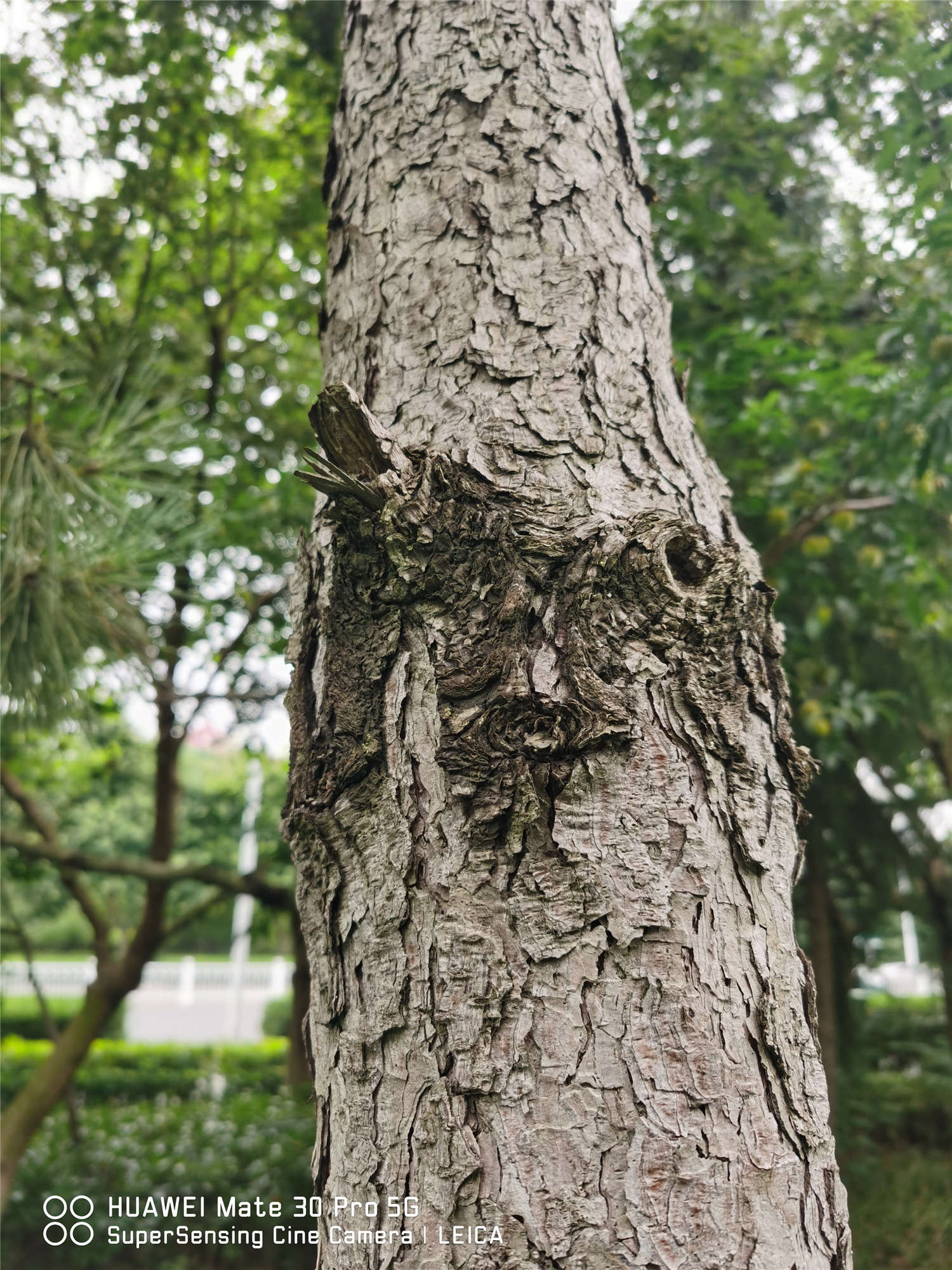 乔木