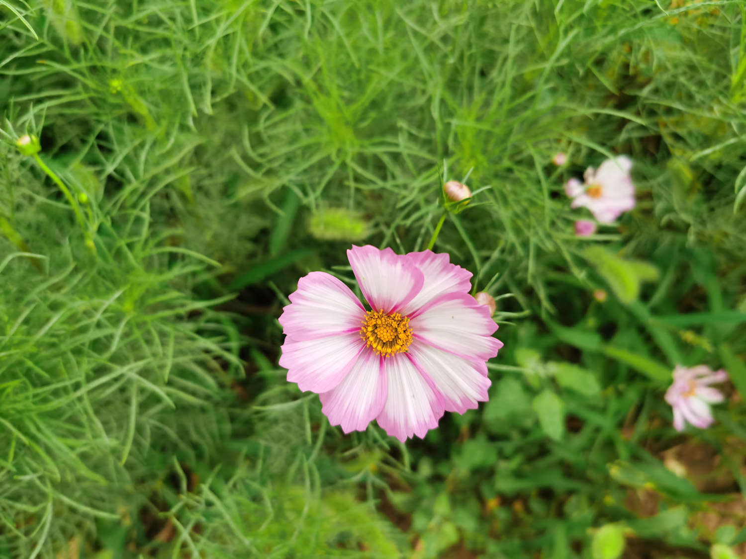 大波斯菊