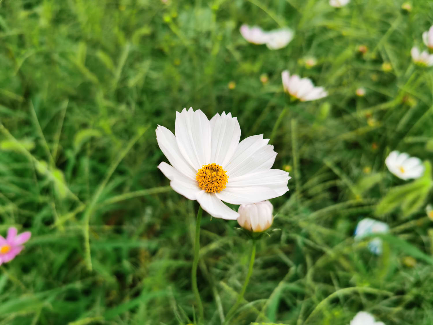 波斯菊