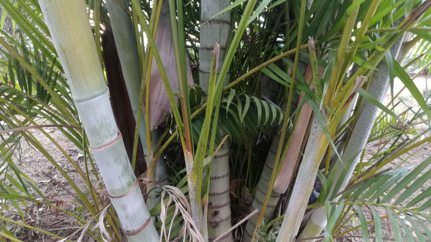 散尾葵